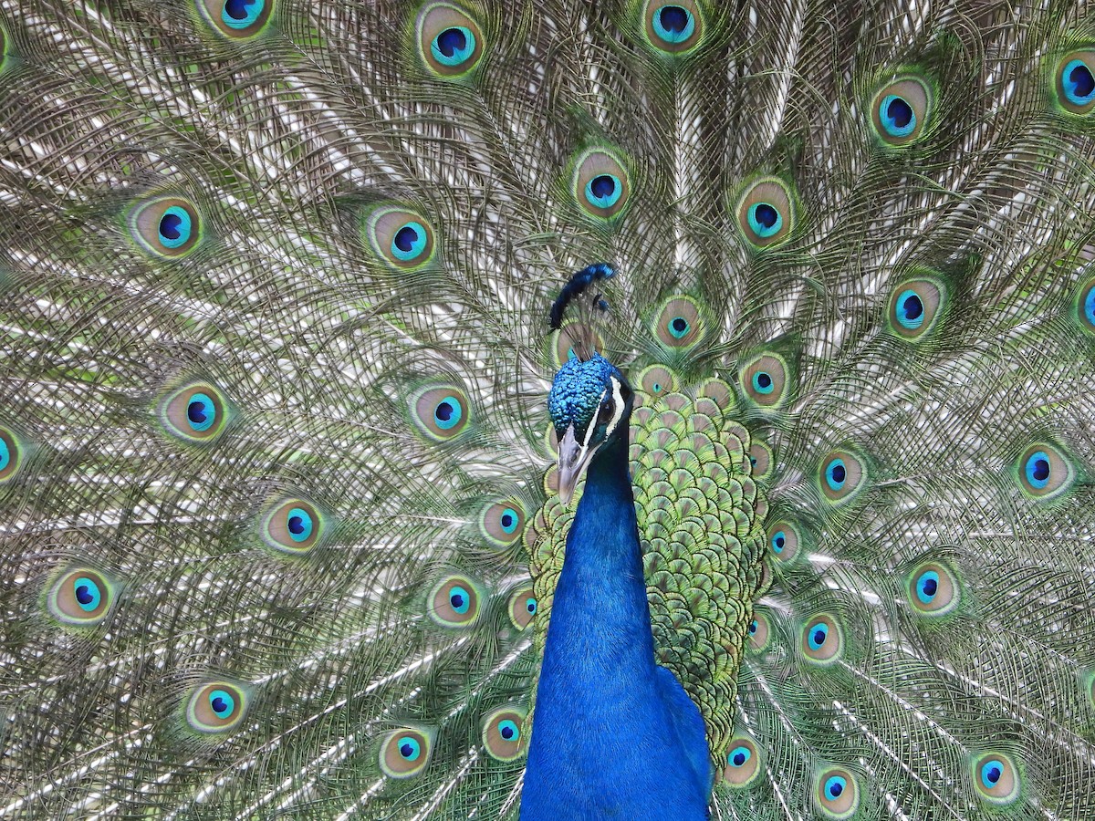 Indian Peafowl - ML620486874