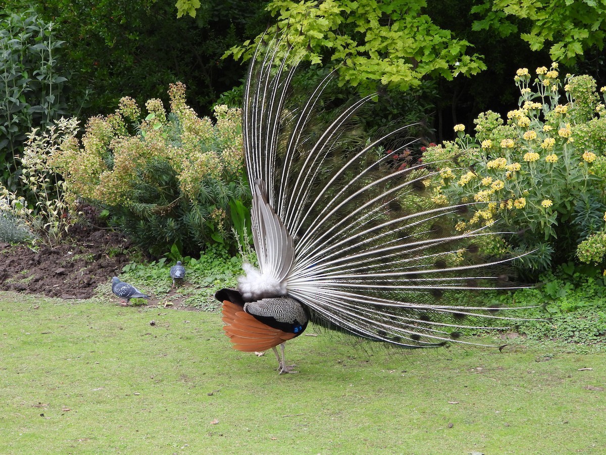 Indian Peafowl - ML620486876