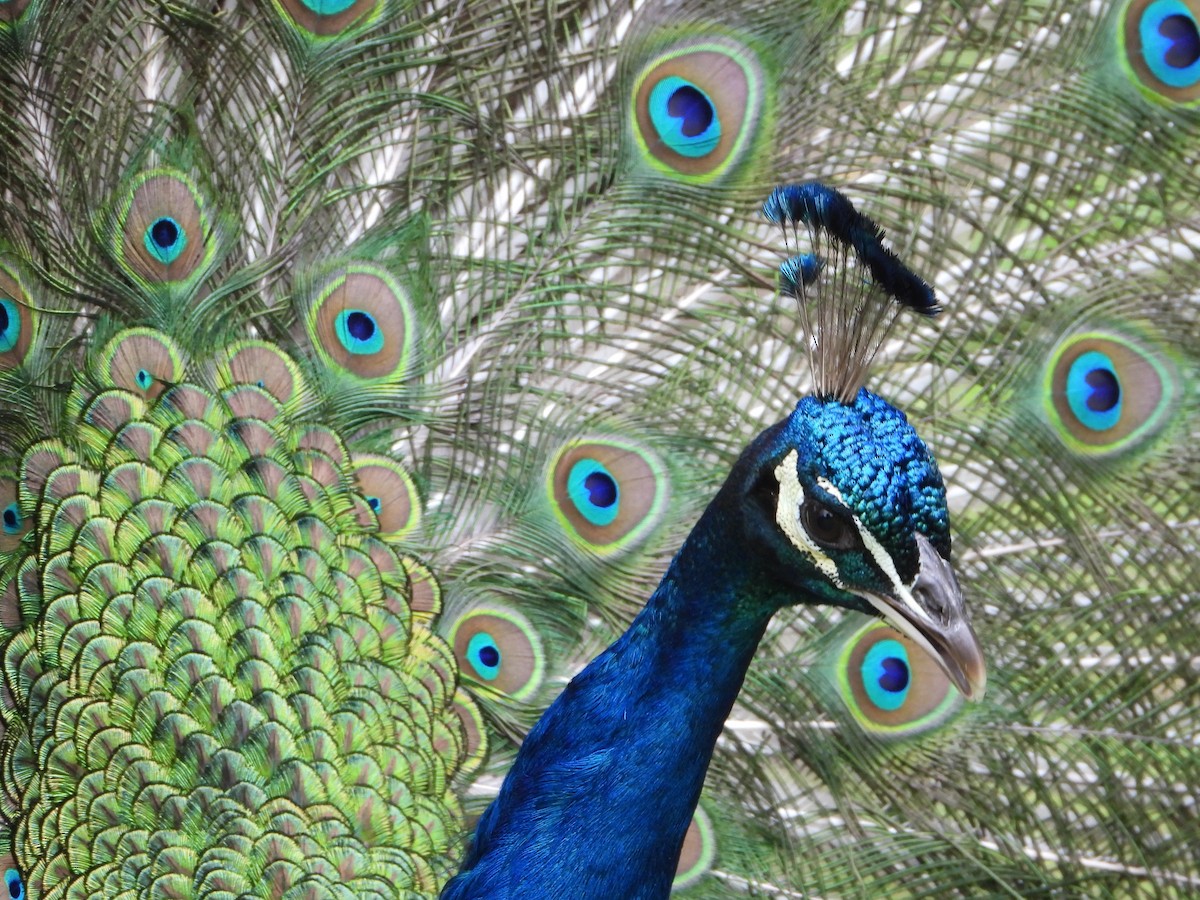 Indian Peafowl - ML620486878