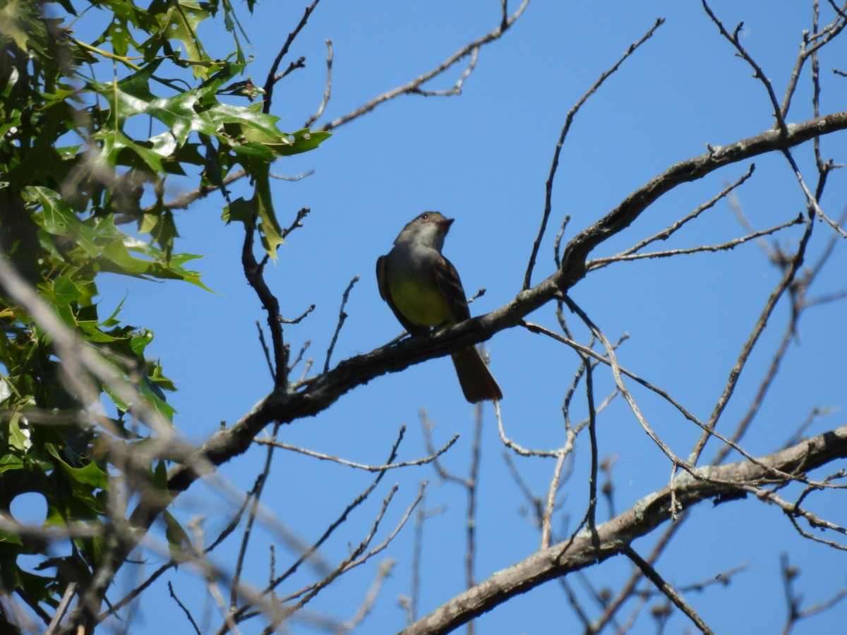 Great Crested Flycatcher - ML620486881