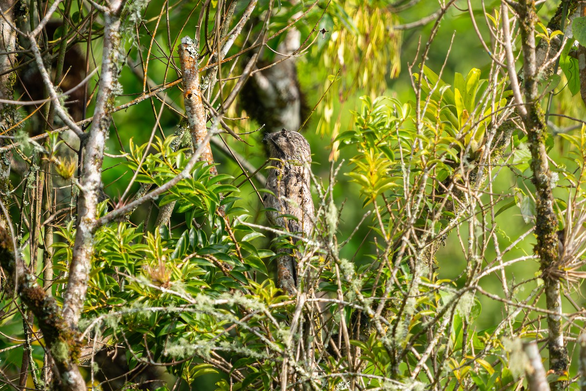 Common Potoo - ML620486888