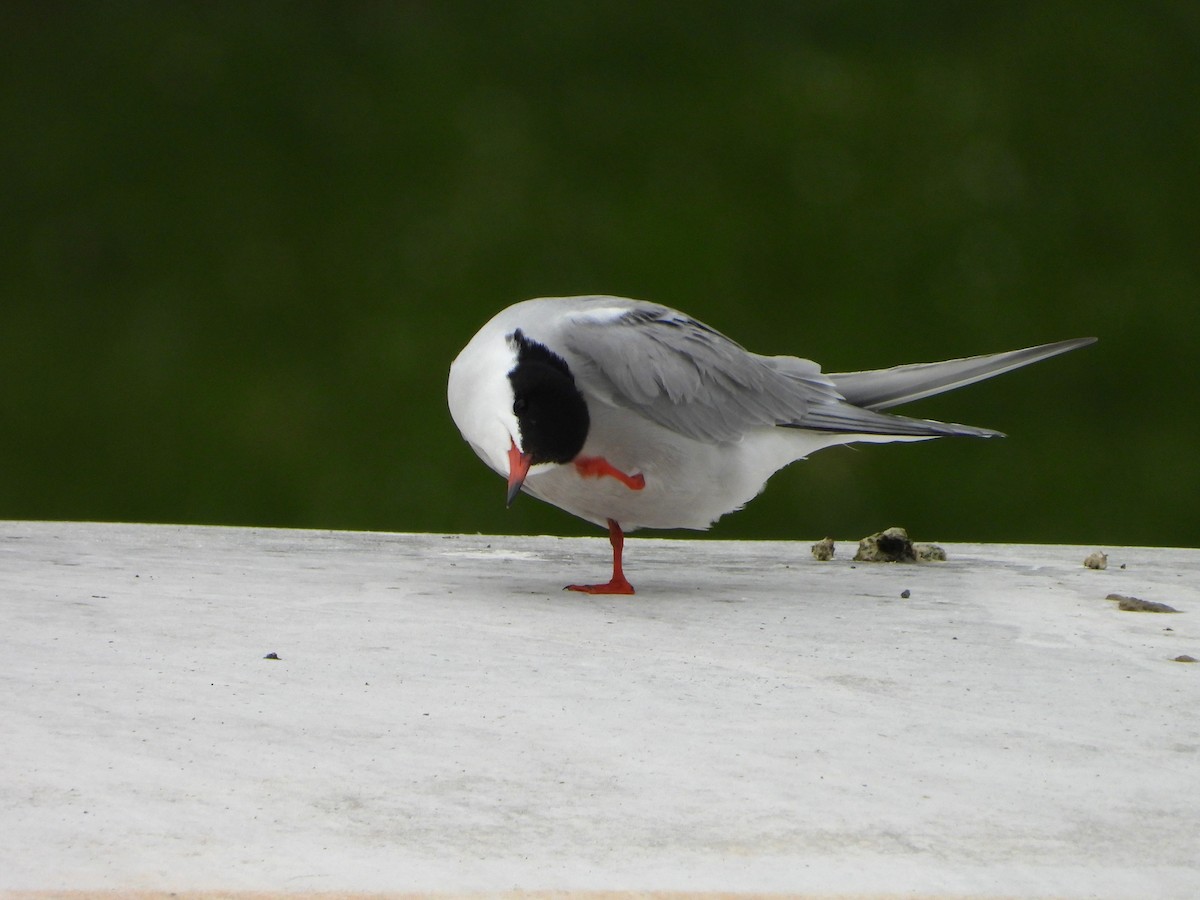 Common Tern - valerie pelchat