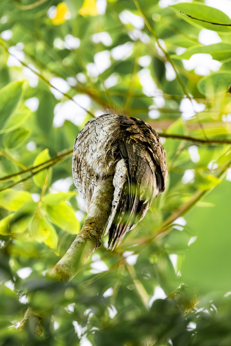 Common Potoo - ML620486894