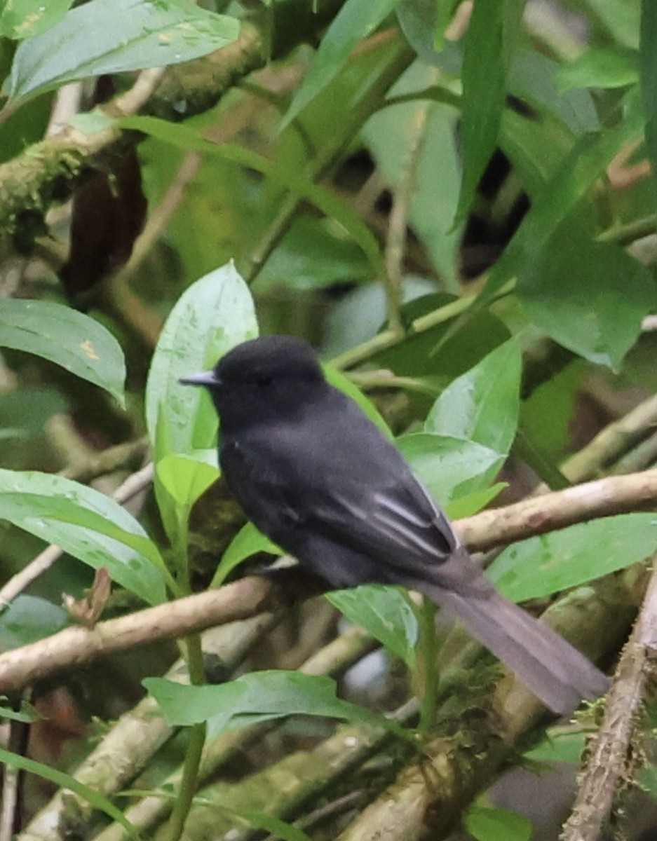 Black Phoebe - Debbie Crowley