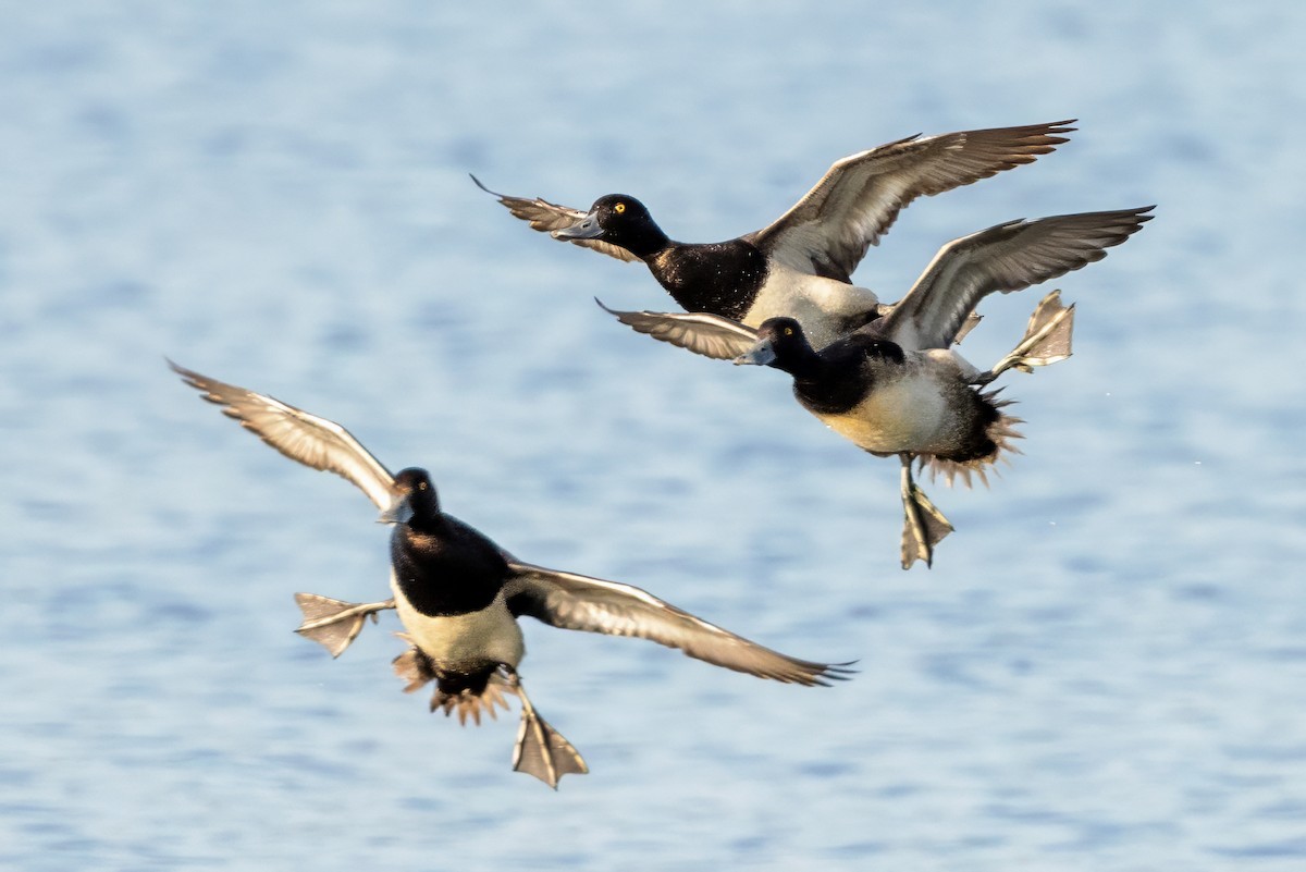 Lesser Scaup - ML620486905