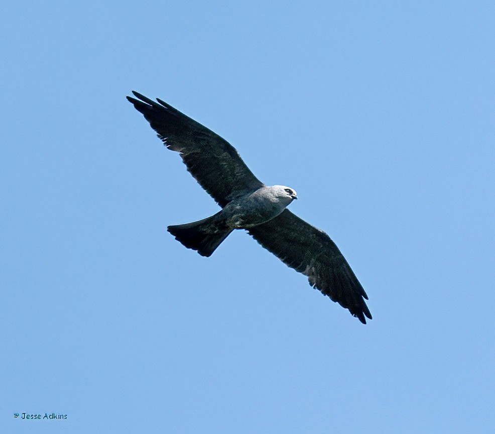 Mississippi Kite - ML620486906