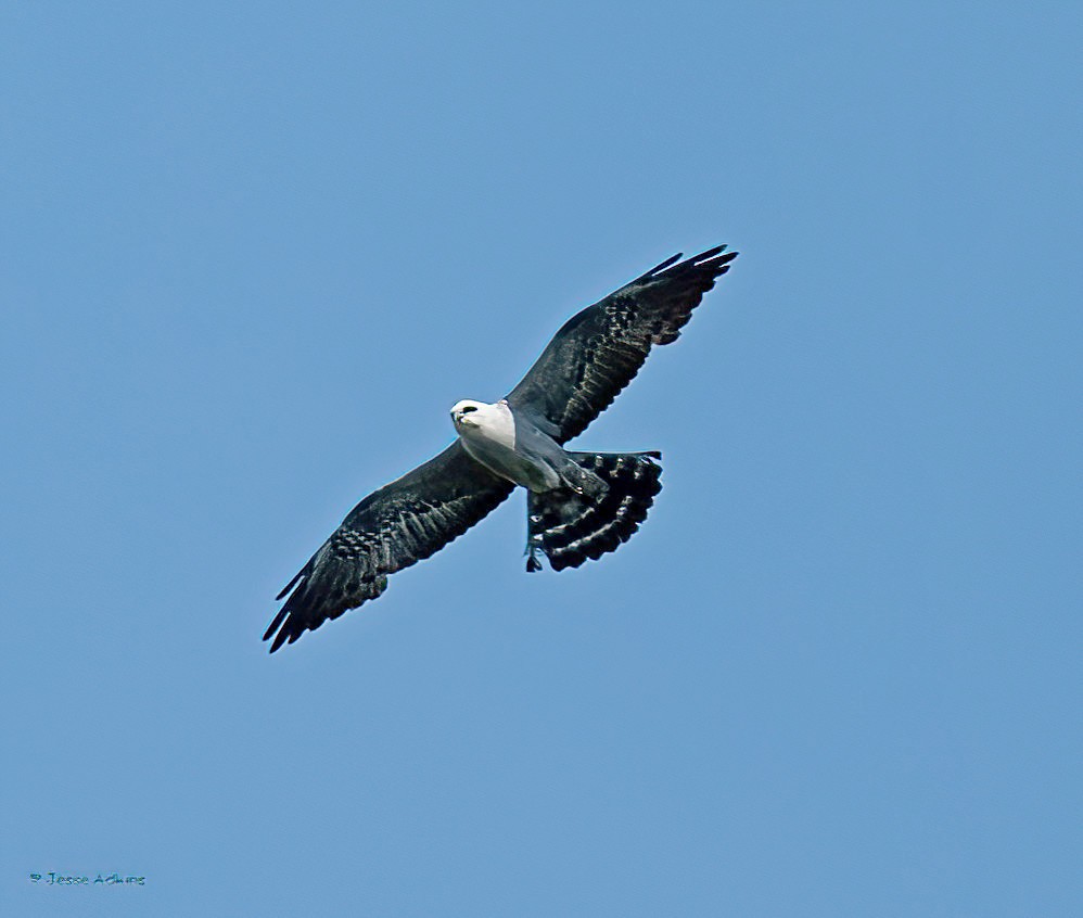 Mississippi Kite - ML620486909