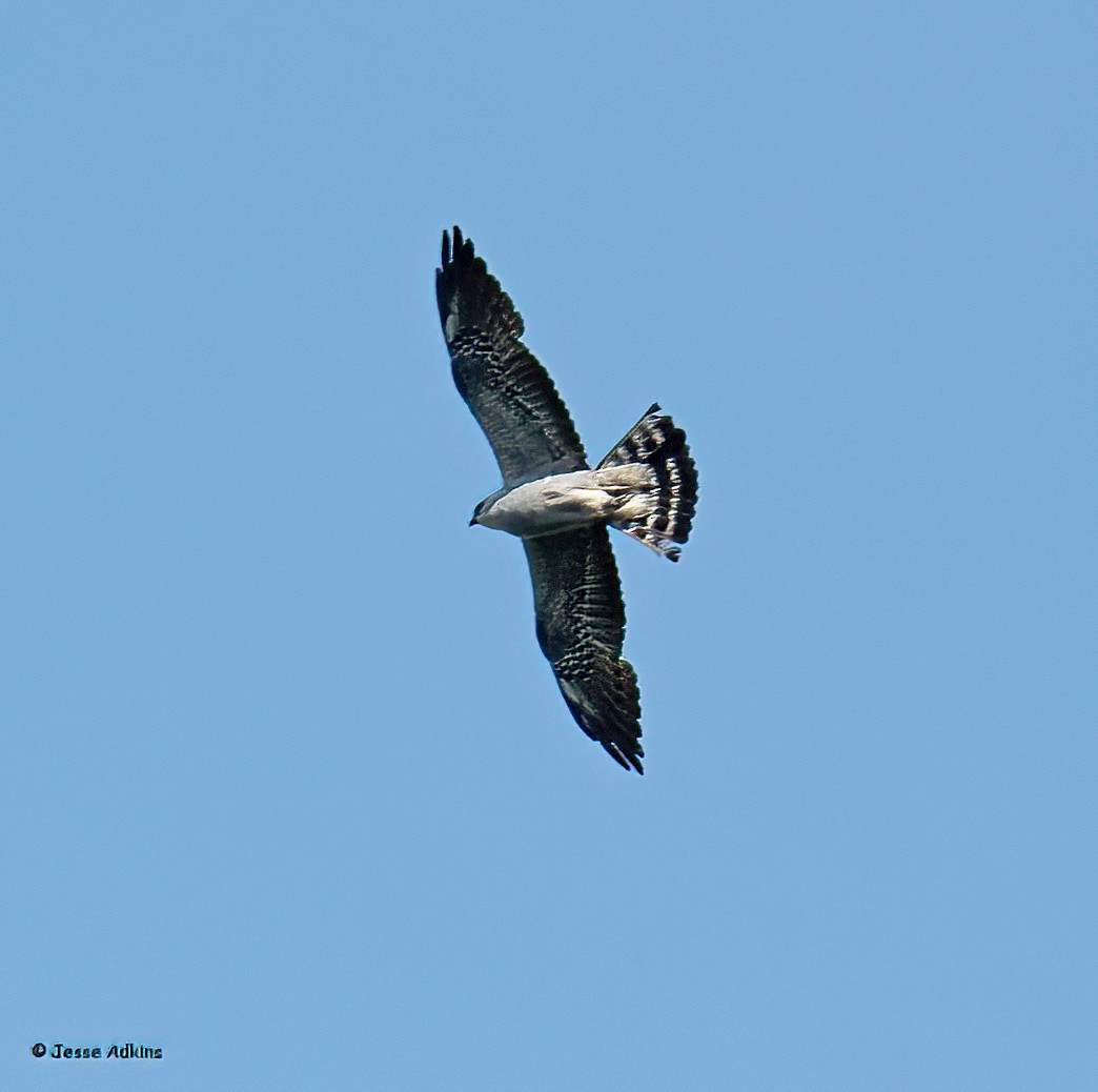 Mississippi Kite - ML620486910