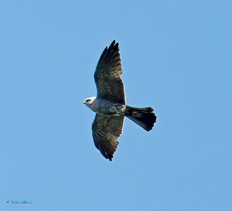 Mississippi Kite - ML620486911