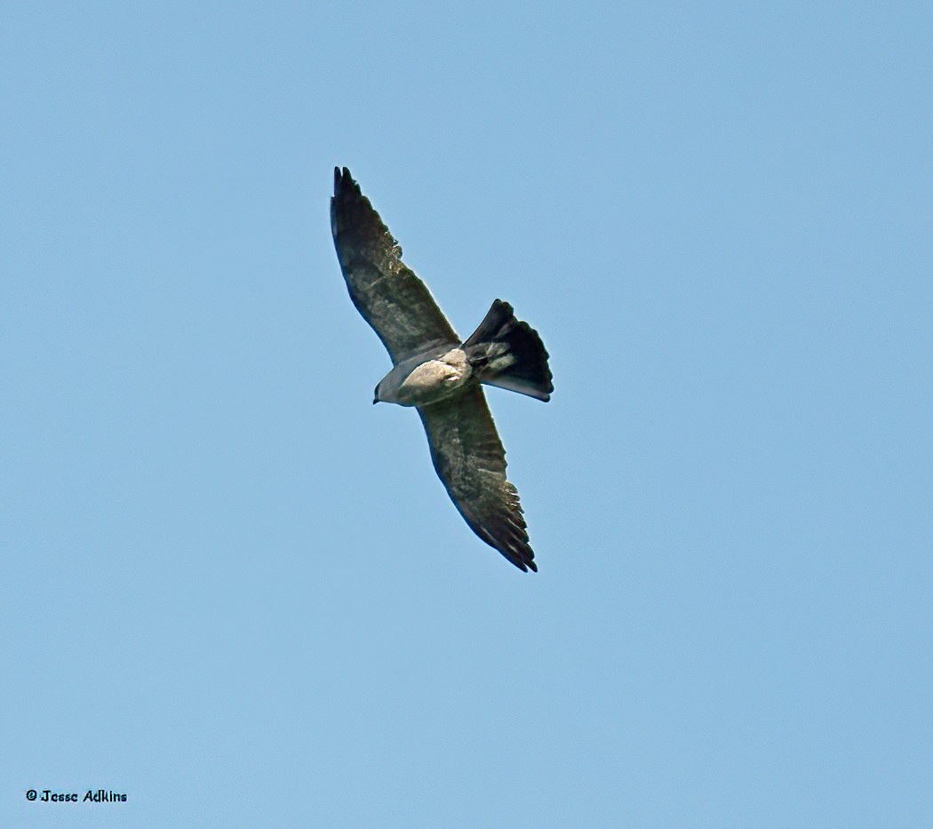 Mississippi Kite - ML620486912