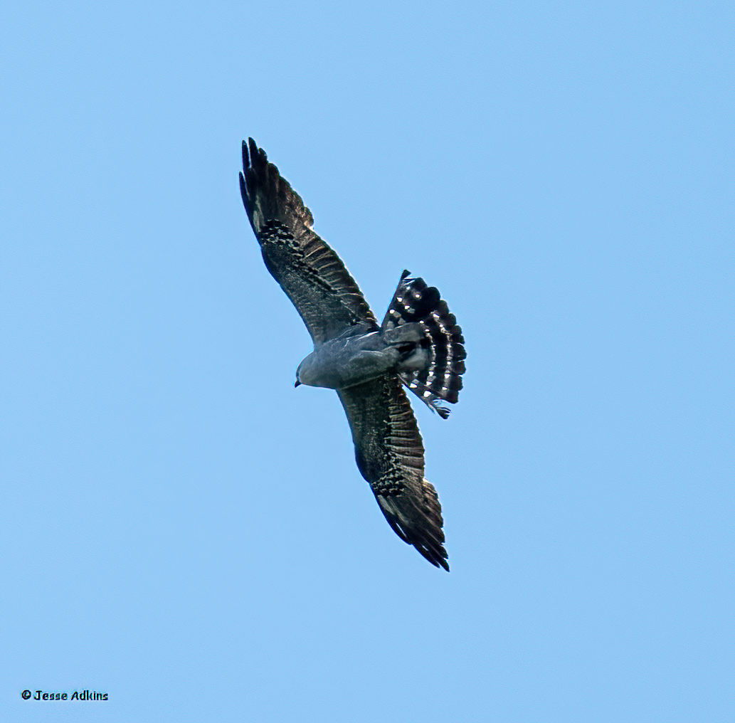 Mississippi Kite - ML620486914