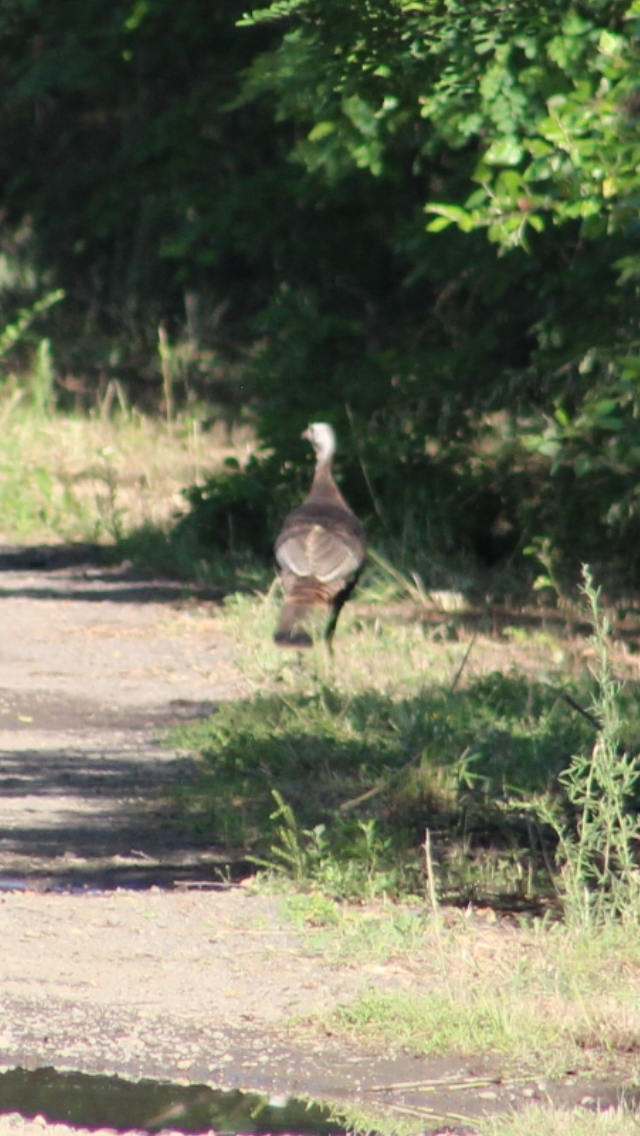 Wild Turkey - ML620486916