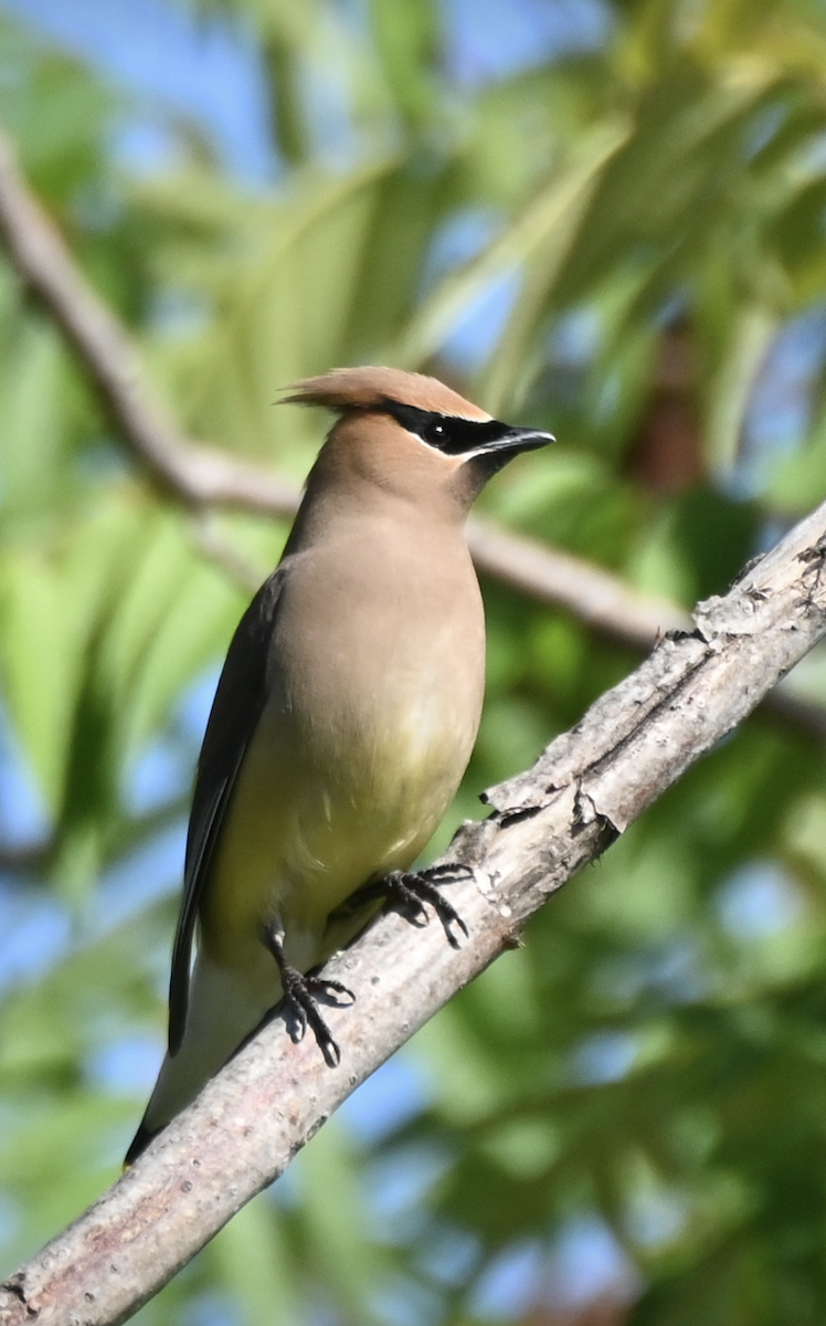 Cedar Waxwing - ML620486918