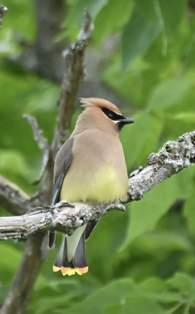 Cedar Waxwing - ML620486920