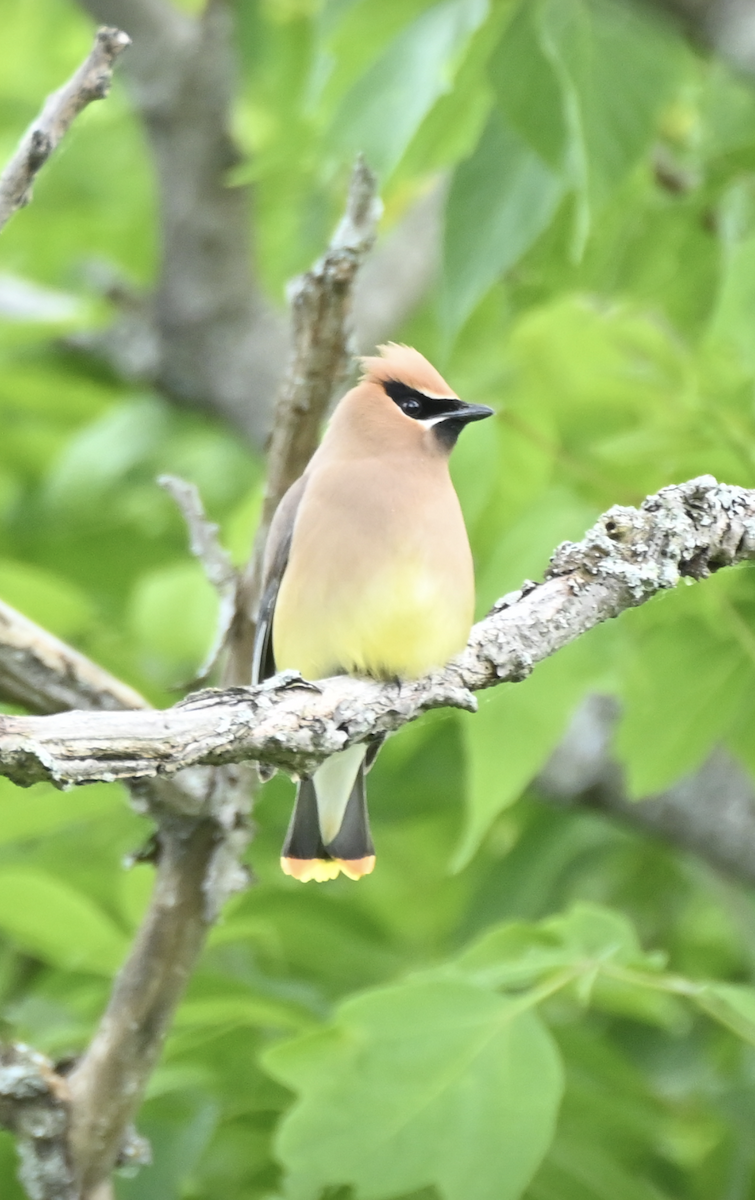 Cedar Waxwing - ML620486923