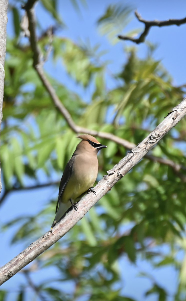 Cedar Waxwing - ML620486925