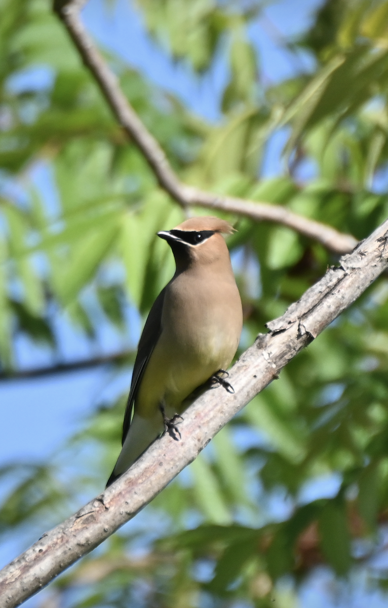 Cedar Waxwing - ML620486926