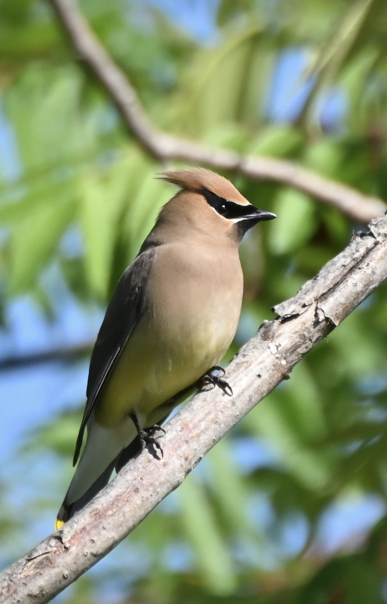 Cedar Waxwing - ML620486927