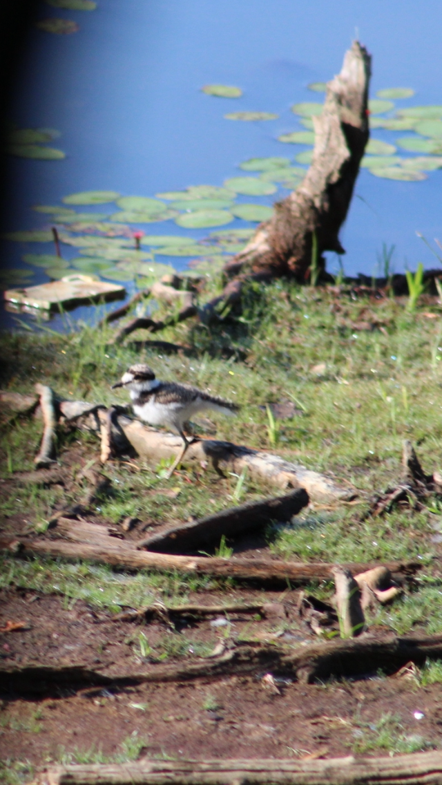 Killdeer - Bro Co.