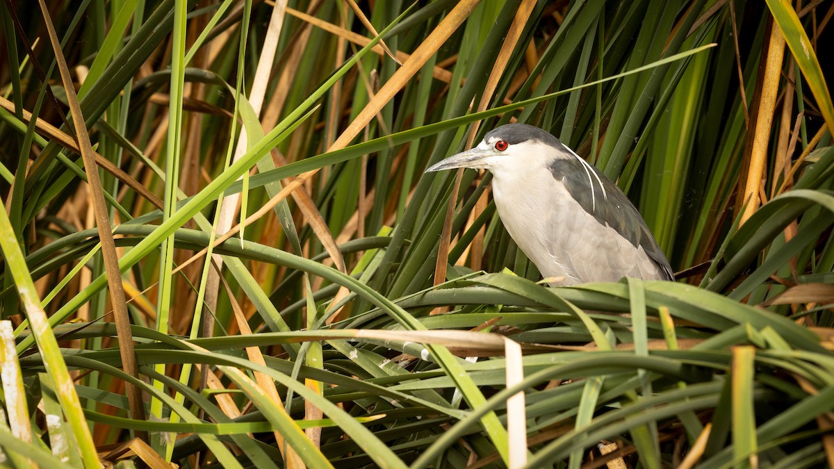 Black-crowned Night Heron - ML620486936