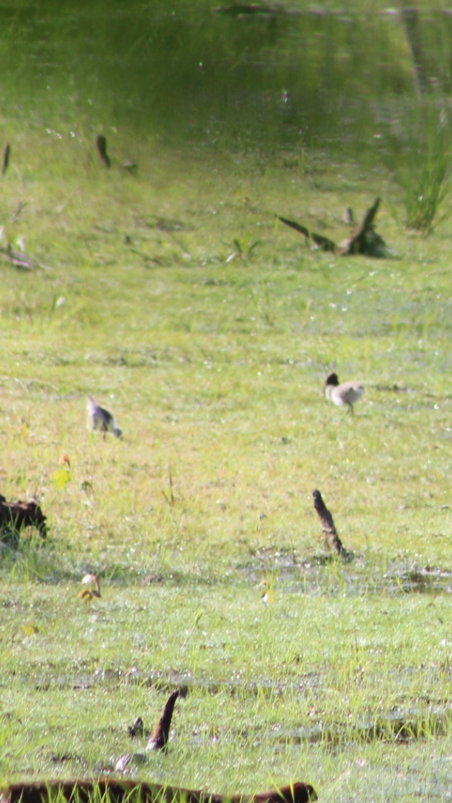 Spotted Sandpiper - ML620486938