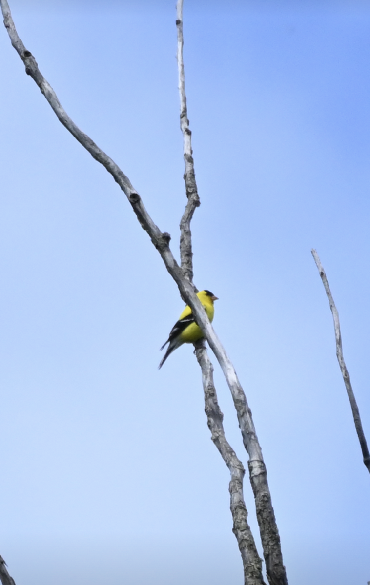 Chardonneret jaune - ML620486940