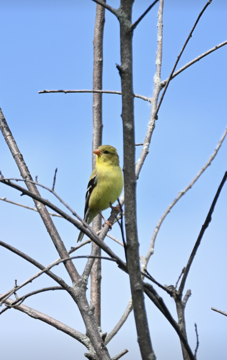 American Goldfinch - ML620486945