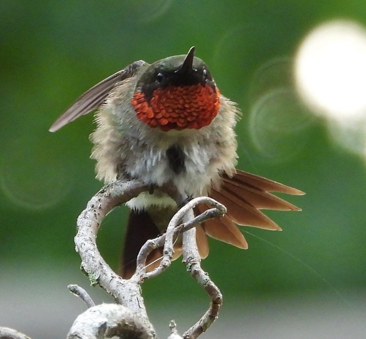 Ruby-throated Hummingbird - ML620486954