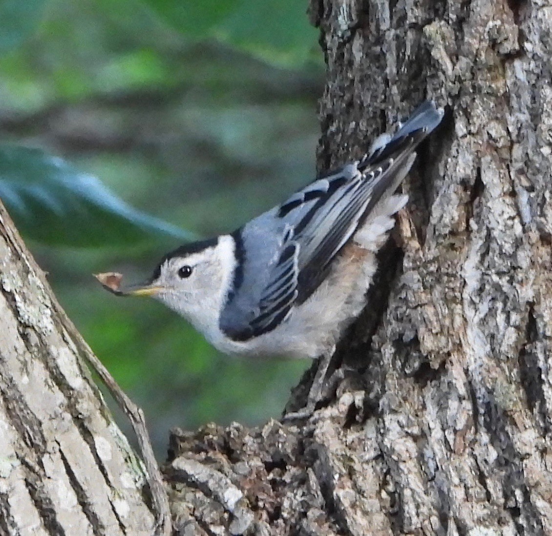 White-breasted Nuthatch - ML620486961
