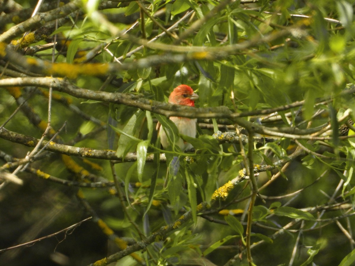 Common Rosefinch - ML620486968