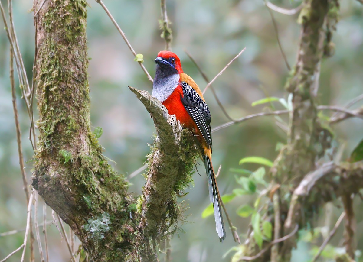 Whitehead's Trogon - ML620486973