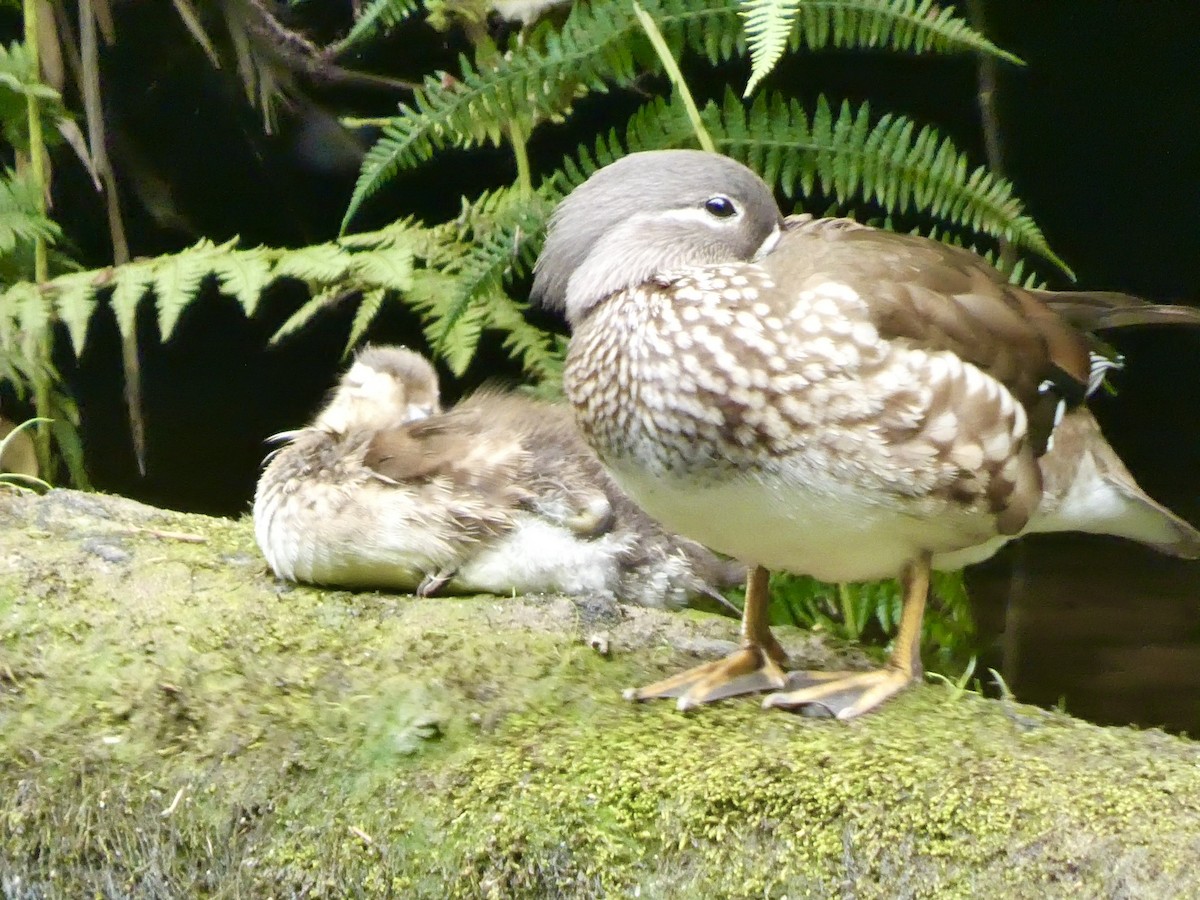 Mandarin Duck - ML620486977