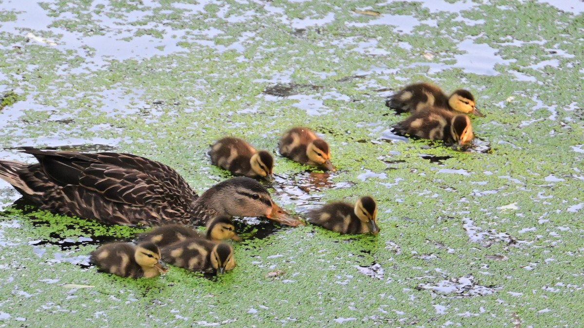 Mexican Duck - ML620486978