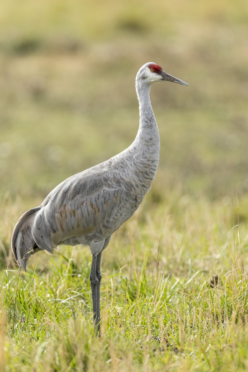 Grulla Canadiense (tabida/rowani) - ML620486983