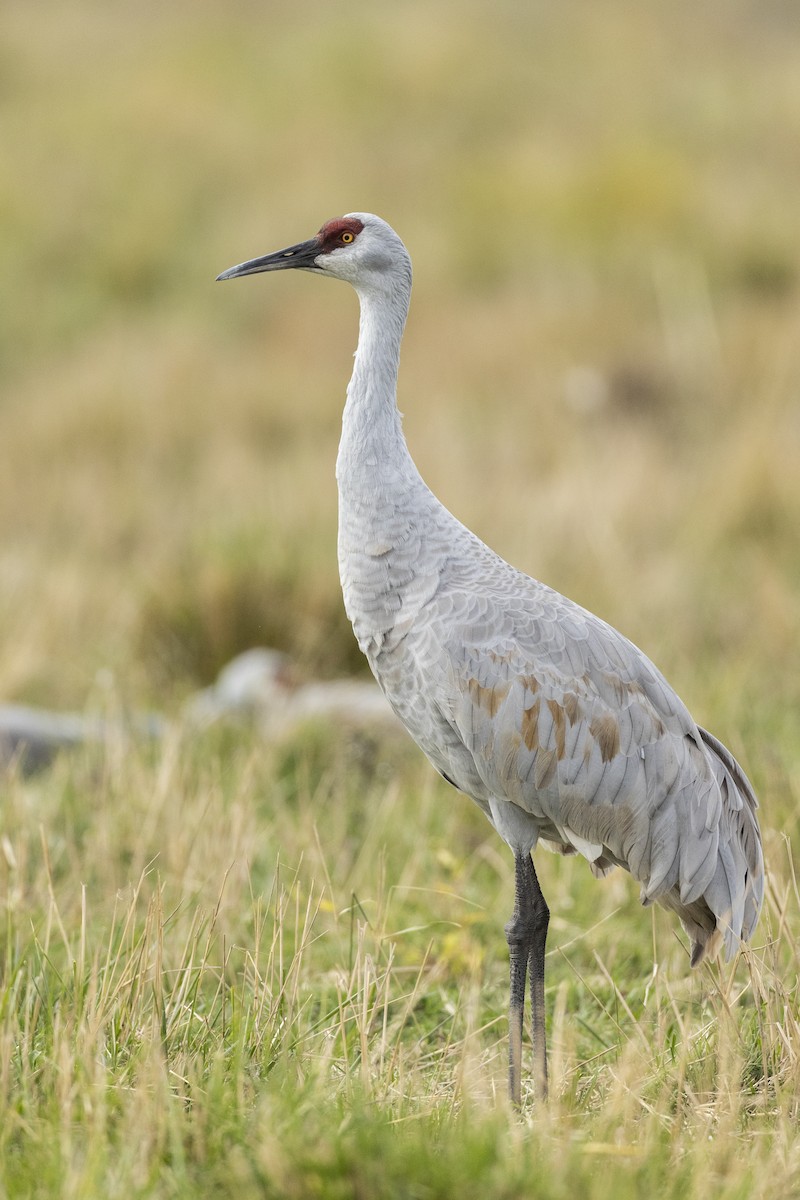 Grulla Canadiense (tabida/rowani) - ML620486985