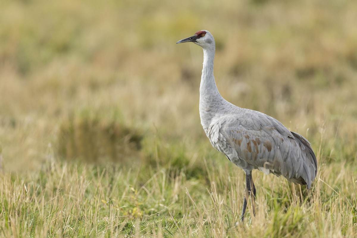 Sandhill Crane (tabida/rowani) - Michael Stubblefield