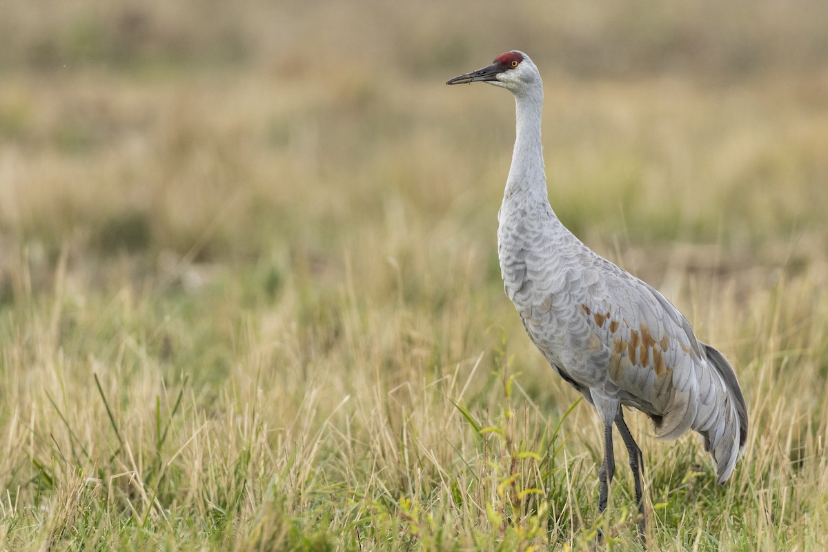 Grulla Canadiense (tabida/rowani) - ML620486987