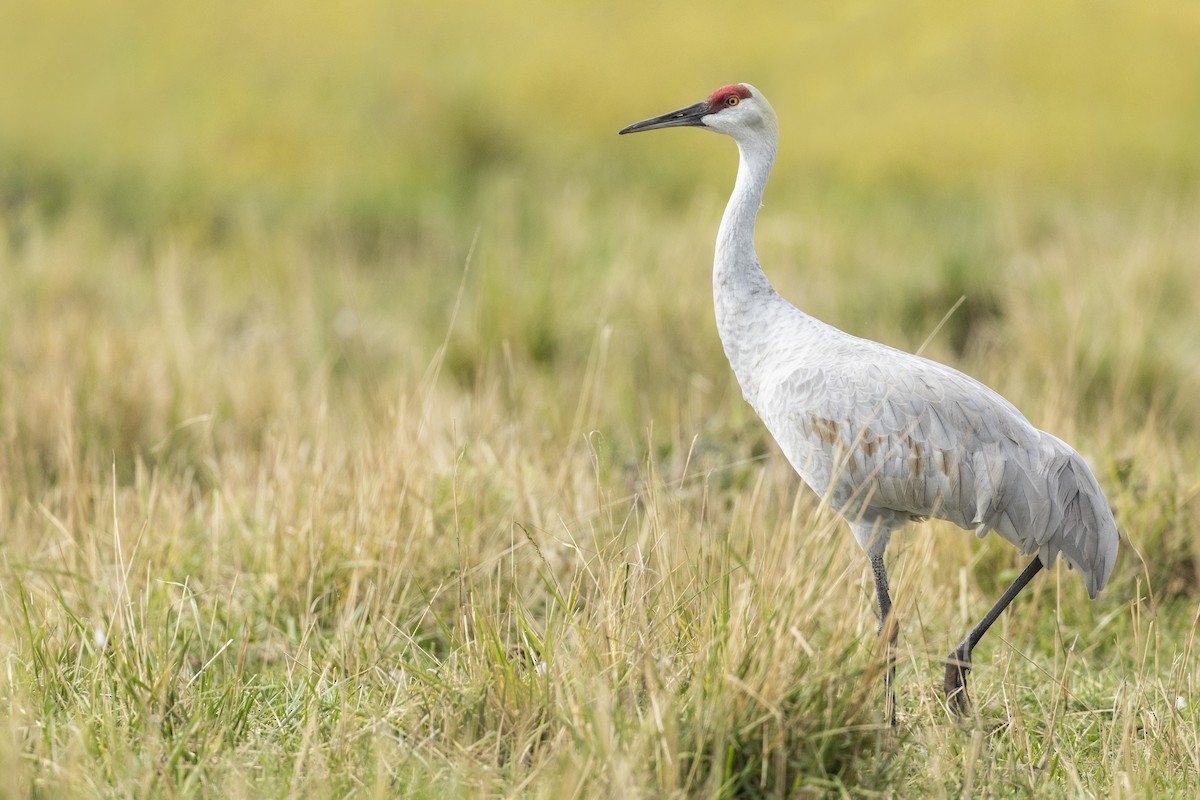 Grulla Canadiense (tabida/rowani) - ML620486989