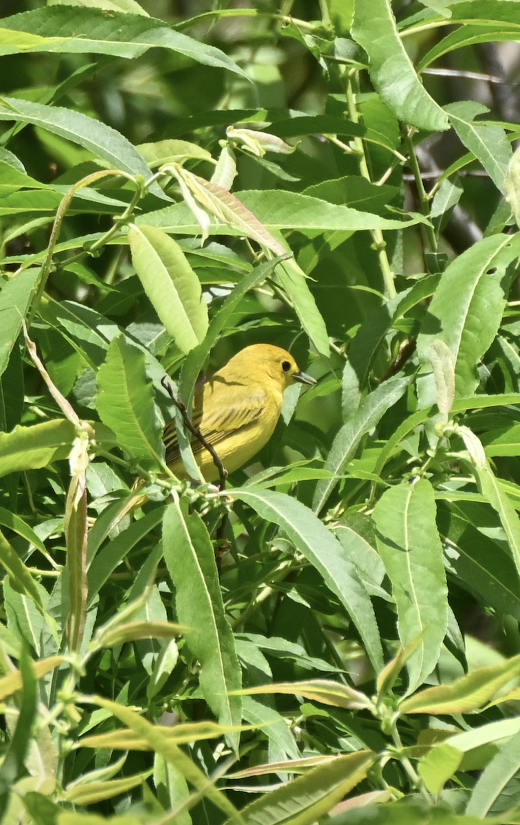 Yellow Warbler - ML620486991