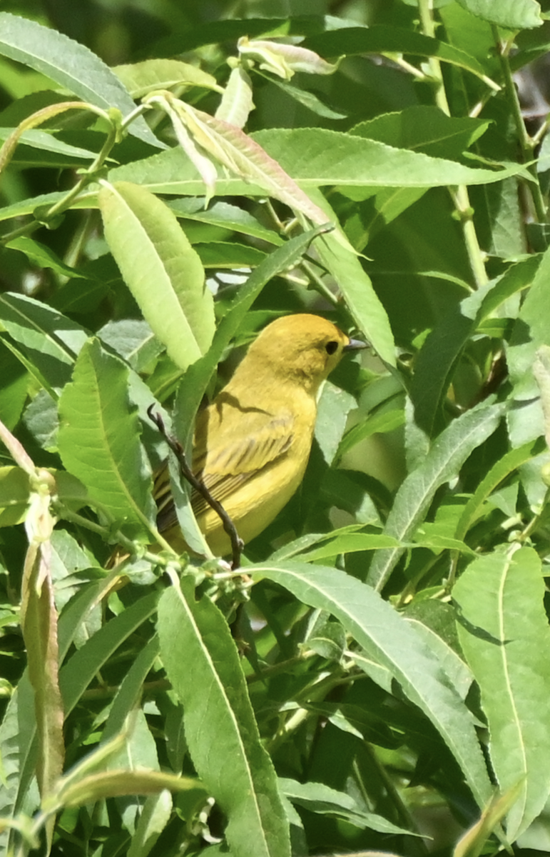 Yellow Warbler - ML620486993