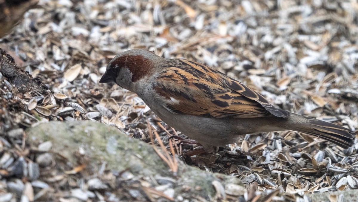 Moineau domestique - ML620486994