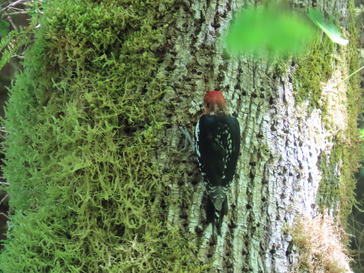 Red-breasted Sapsucker - ML620486998