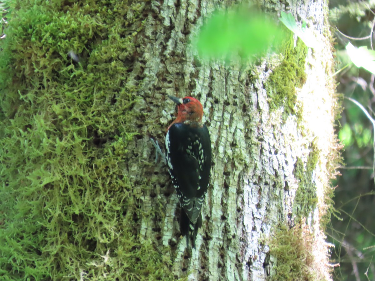 Red-breasted Sapsucker - ML620486999