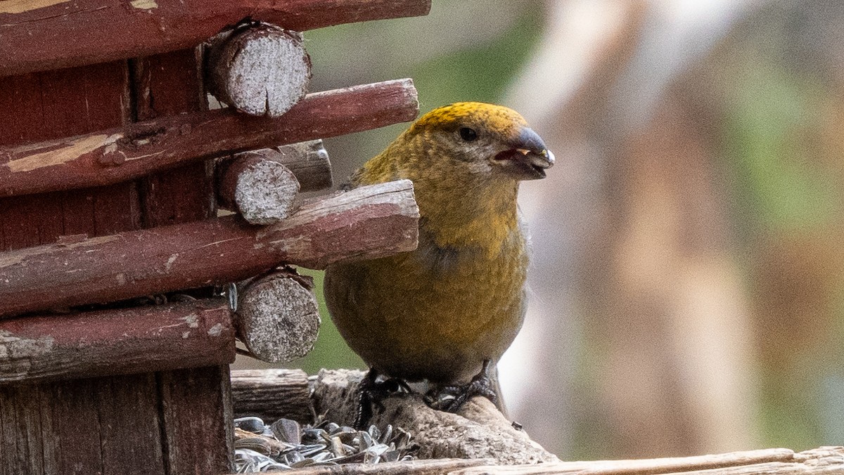 Pine Grosbeak - ML620487000