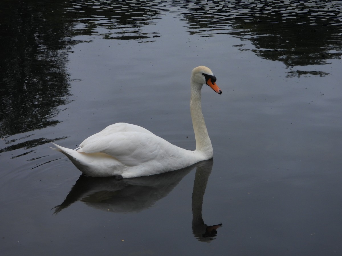 Mute Swan - ML620487003