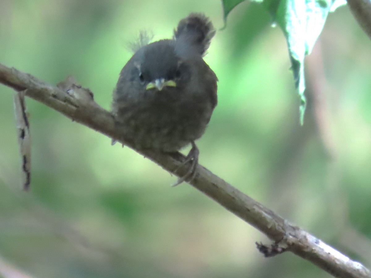 Pacific Wren - ML620487005