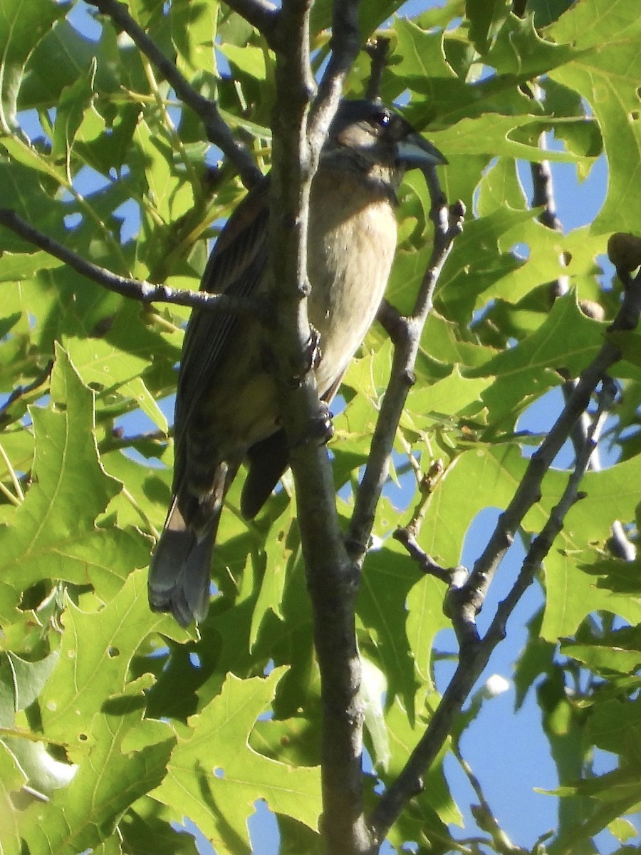 Blue Grosbeak - ML620487018