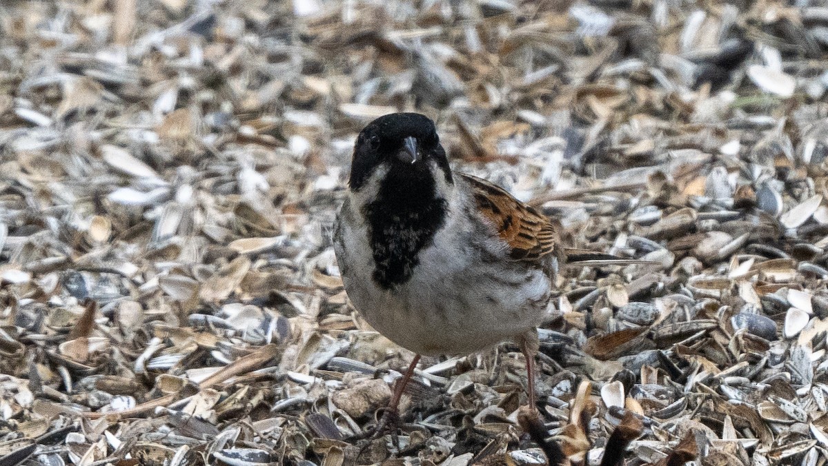 Reed Bunting - ML620487019