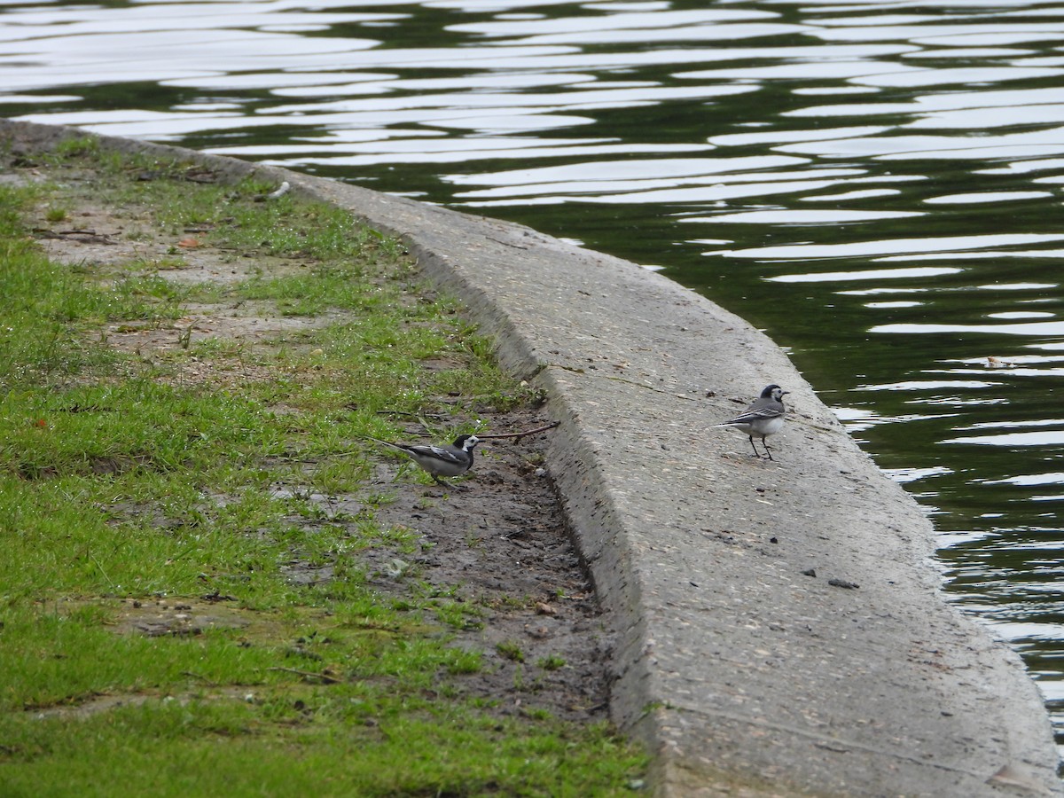 White Wagtail - valerie pelchat