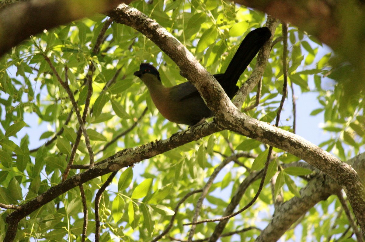 Purple-crested Turaco - ML620487028